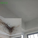 除霉劑廠家全新制定墻面發霉的方案