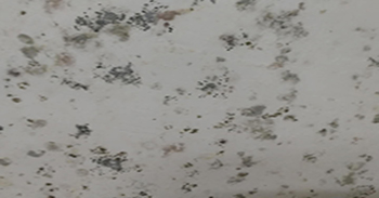 白墻發霉后不要隨意處理,達不到效果還有副作用