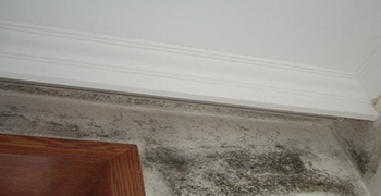 房間墻壁長霉怎么辦？怎么對付長霉的房間？