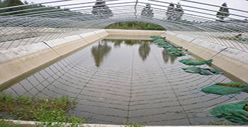 水產養殖必備抗菌劑！