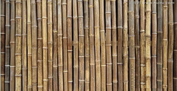 竹子如何做防霉？竹子的防霉措施！