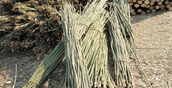 新鮮竹木如何做防霉，霉博士來幫你