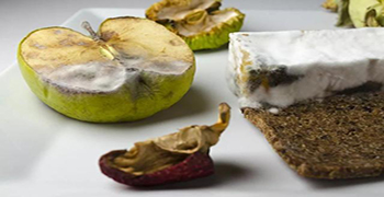 防霉劑廠家告訴你-發(fā)霉的食物吃了會怎么樣？