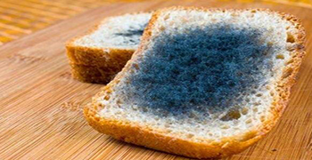 防霉劑廠家告訴你食物發霉高溫能消滅嗎？