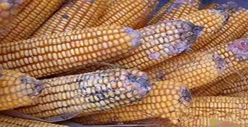 食品易發霉嗎？你可以這樣做！