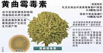 真菌毒素有哪些？