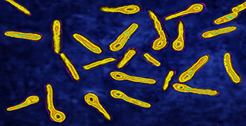 其他細菌毒素還有哪些？