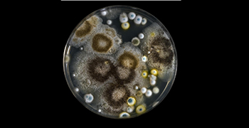 如何判斷物品防霉力的強(qiáng)弱？