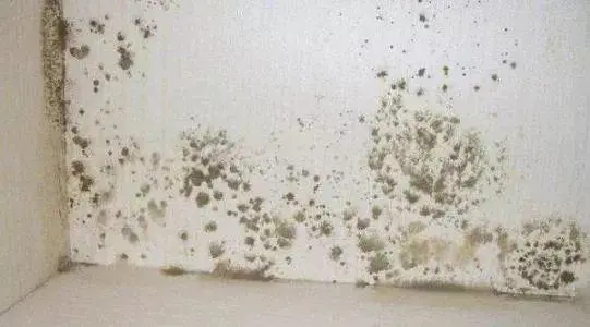 地下室發(fā)霉不容小覷!該如何拯救?