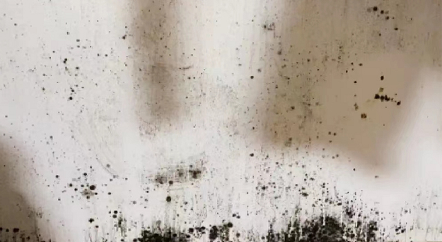 墻面發(fā)霉? 細(xì)菌滋生?跟著霉博士一起跟霉菌說拜拜