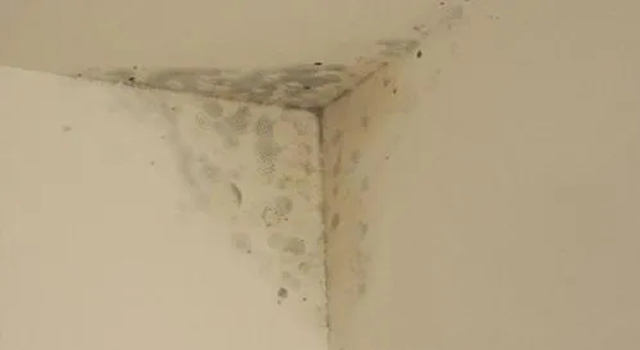 家庭防霉技巧大揭密!