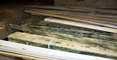 木材發霉