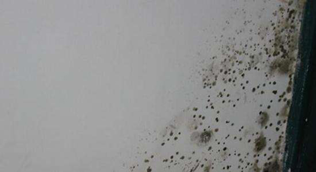墻壁霉菌