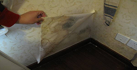 墻紙發霉 墻紙發霉