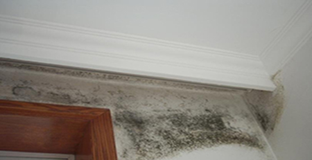 墻面發霉 墻面發霉