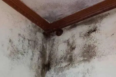 1663404847817550.jpg 房間除霉.webp.jpg