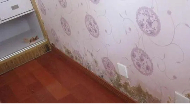 1669191261299155.jpg 墻布發霉.jpg