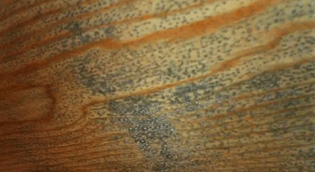 木地板防霉 木地板防霉